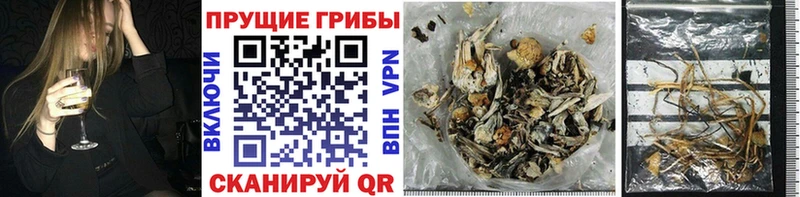 купить закладку  Кингисепп  shop официальный сайт  Галлюциногенные грибы прущие грибы 